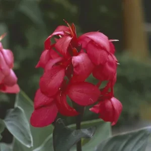 Zestaw 2 szt Kanna różowa Paciorecznik SADZONKA C2 w doniczce