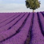 Lawenda atramentowa Lavanto Purple SADZONKA 6 szt