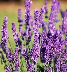 Lawenda