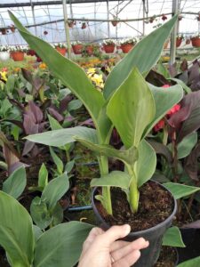 Zestaw 2 szt. Kanny Kanna różowa Paciorecznik C2