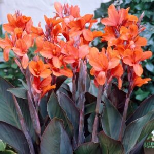 Zestaw 2 szt Kanna pomarańczowa Paciorecznik SADZONKA C2