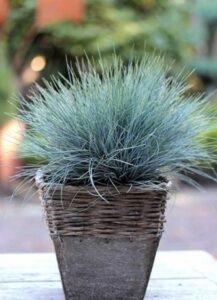 Kostrzewa sina niebieska Eliah Blue DUŻA SADZONKA