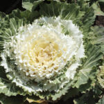 Kapusta Ozdobna biała Karbowana Zestaw 2 szt.