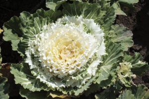 Kapusta Ozdobna biała Karbowana Zestaw 2 szt.