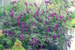 Budleja Dawida fioletowa Motyli krzew SADZONKA C2