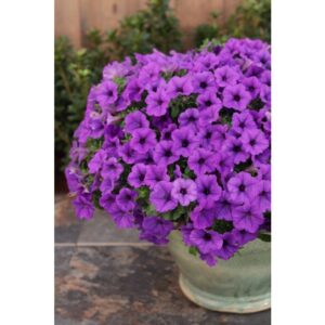 Surfinia Supertunia Mini Vista Blue Violet Zestaw 6 szt.