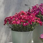 Goździk ogrodowy Best Friends Forever Red 6 szt