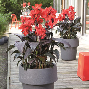 Zestaw 2 szt Kanna czerwona bordowy liść SADZONKA C2