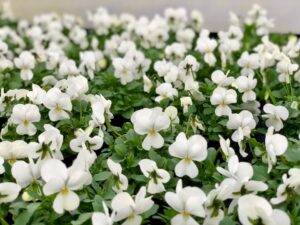 Bratek Bratki Fiołek ogrodowy drobnokwiatowy biały 12 szt. PRODUCENT