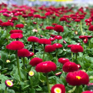 Stokrotka Stokrotki czerwona 12 szt. PRODUCENT