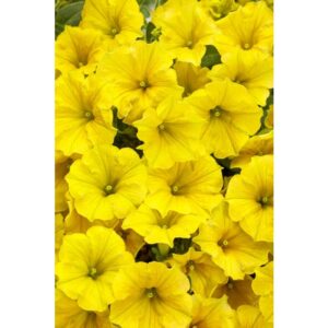 Supertunia Mini Vista Yellow sadzonka