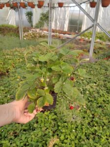 Poziomka bezrozłogow Duże Owoce Całe Lato SADZONKA