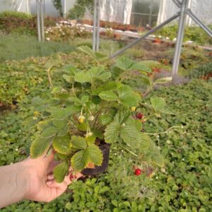 Poziomka bezrozłogow Duże Owoce Całe Lato SADZONKA