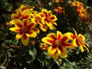 Bidens czerwono-żółty Uczep SADZONKA zestaw 6 szt.