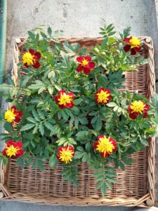 Aksamitka Aksamitki żółto-brązowa Zestaw 10 szt.