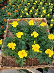 Aksamitka Aksamitki żółta Sadzonka Zestaw 10 szt.