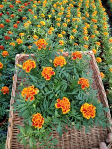 Aksamitka Aksamitki pomarańczowo-brązowa 10 szt.