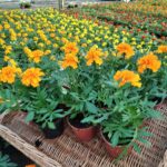 Aksamitka Aksamitki pomarańczowa Zestaw 10 szt.