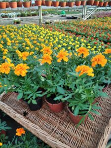 Aksamitka Aksamitki pomarańczowa Zestaw 10 szt.