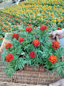 Aksamitka Aksamitki ciemno brązowa Zestaw 10 szt.