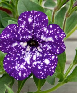 Surfinia fioletowa Gwieździste Noc Night Sky 6 szt