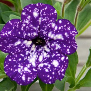 Surfinia fioletowa Gwieździste Noc Night Sky 6 szt