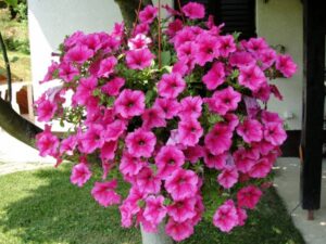 Surfinia różowa NOWOŚĆ Sadzonka Zestaw 6 szt.