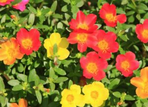 Portulaka zwisająca Mix kolorów 6 szt. SADZONEK