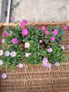 Czubatka 3 szt różowej i 3 szt niebieskiej SADZONK