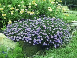 Czubatka ubiorkolistna niebieska SADZONKA 6 szt.