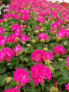 Pelargonia stojąca różowa Duże sadzonki 6 szt.