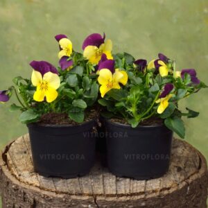 Bratek Bratki Fiołek ogrodowy drobnokwiatowy żółto-fioletowy 12 szt. PRODUCENT