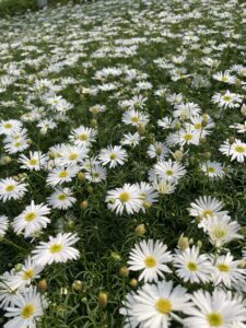 Czubatka ubiorkolistna biała Surdaisy White SADZONKA 6 szt.