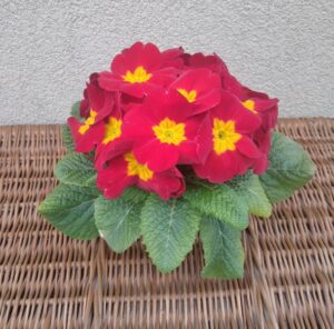 Prymulka Pierwiosnek czerwona 6 szt. PRODUCENT