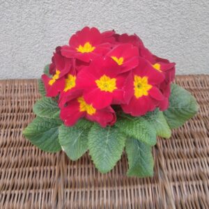 Prymulka Pierwiosnek czerwona 6 szt. PRODUCENT