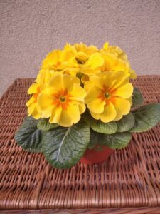 Prymulka Pierwiosnek żółta zestaw 6 szt. PRODUCENT