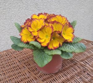 Prymulka Pierwiosnek pomarańczowo-czerwona 6 szt.