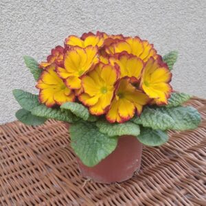 Prymulka Pierwiosnek pomarańczowo-czerwona 6 szt.