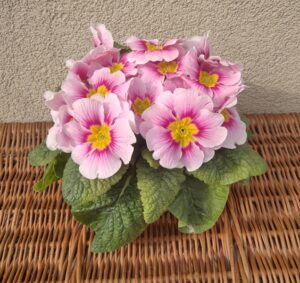 Prymulka Pierwiosnek różowa zestaw 6 szt PRODUCENT