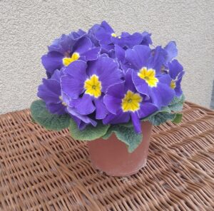 Prymulka Pierwiosnek niebieska 6 szt. PRODUCENT