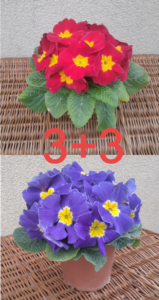 Prymulka Pierwiosnek Zestaw 3 czerwone+3 granatowe