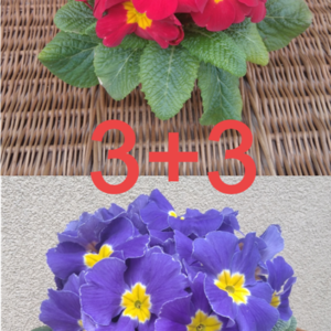 Prymulka Pierwiosnek Zestaw 3 czerwone+3 granatowe