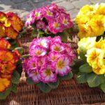 Prymulka Pierwiosnek Zestaw 6 szt. Tricolor Duża