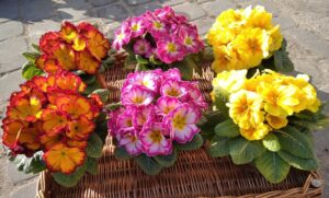 Prymulka Pierwiosnek Zestaw 6 szt. Tricolor Duża