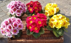 Prymulka Pierwiosnek Zestaw 6 szt. Wiosenne Trio