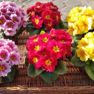 Prymulki pierwiosnki