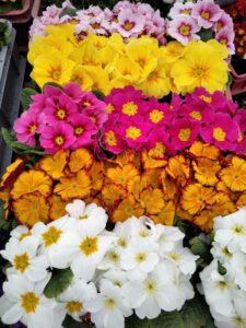 Prymula Prymulka Pierwiosnek mix 6 szt. PRODUCENT