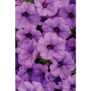 Supertunia Mini Vista Blue Violet sadzonka