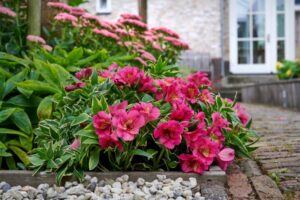 Alstroemeria Summer Paradise River Valley SADZONKA