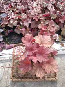 Żurawka ogrodowa Rio DUŻA SADZONKA C2